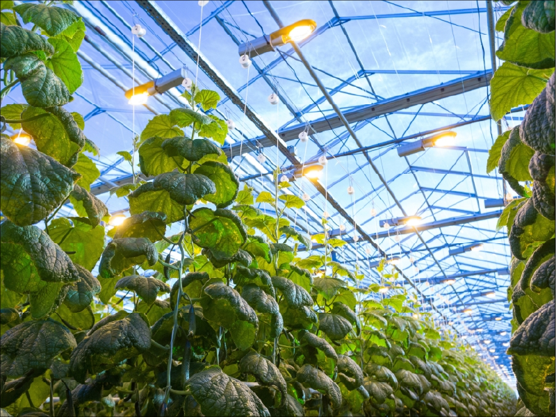 GreenHouse-Lightning-Services-2