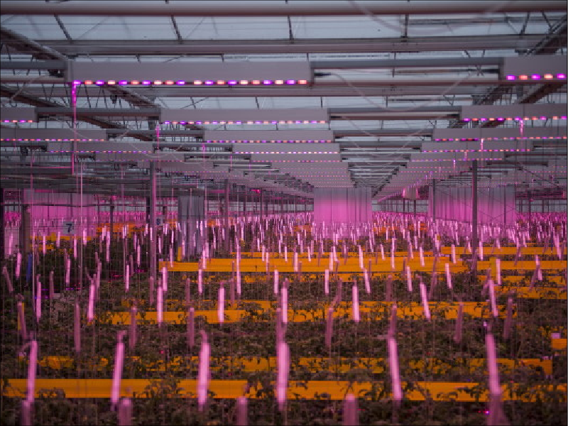 GreenHouse-Lightning-Services-3