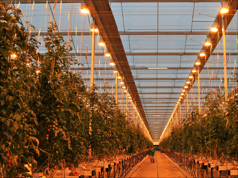 GreenHouse-Lightning-Services-6