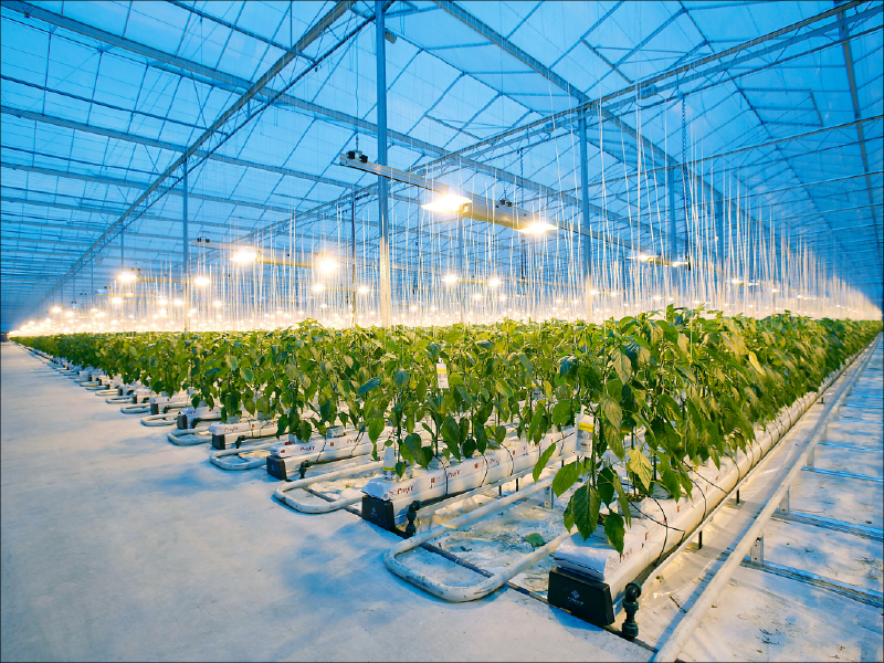 GreenHouse-Lightning-Services-7