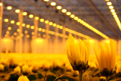 GreenHouse-Lightning-Services-8