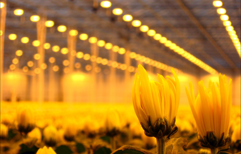 GreenHouse-Lightning-Services-8