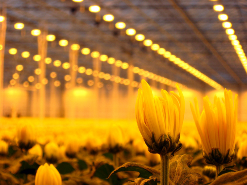 GreenHouse-Lightning-Services-8