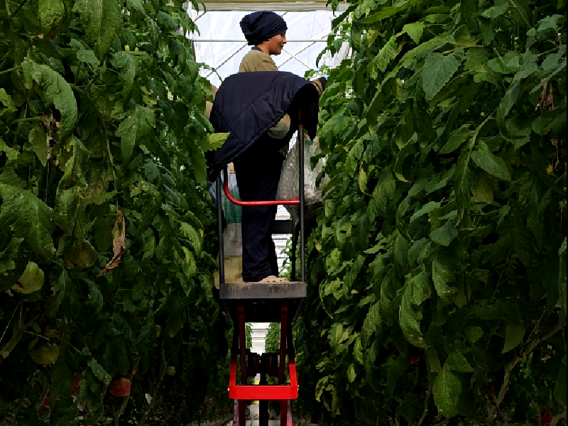 GreenHouse-Production-Tools-Management-8