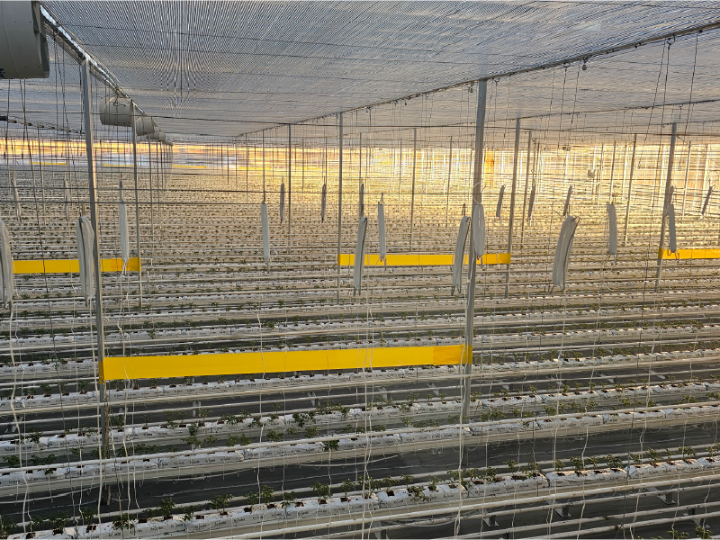 Greenhouse-Thermal-Screen-Systems-4
