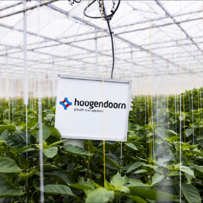 GreenHouse-Electrical-Automation-Systems-1