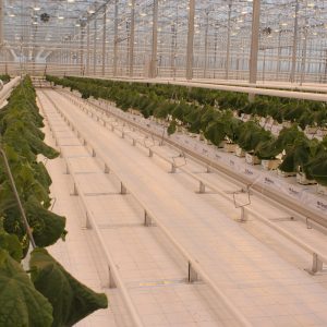 Keyway-Greenhouse-Heating-Systems (7)